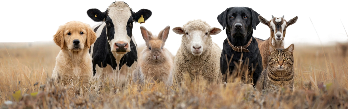 Pets and farm animals
