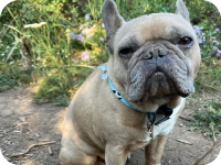 Buddha the dog