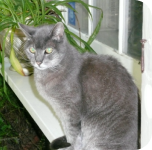 Mimi the cat