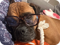 Nova the boxer
